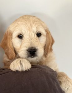 Groodle Puppies at Fairview Park