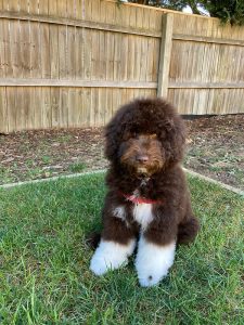 Groodle puppies at Fairview Park