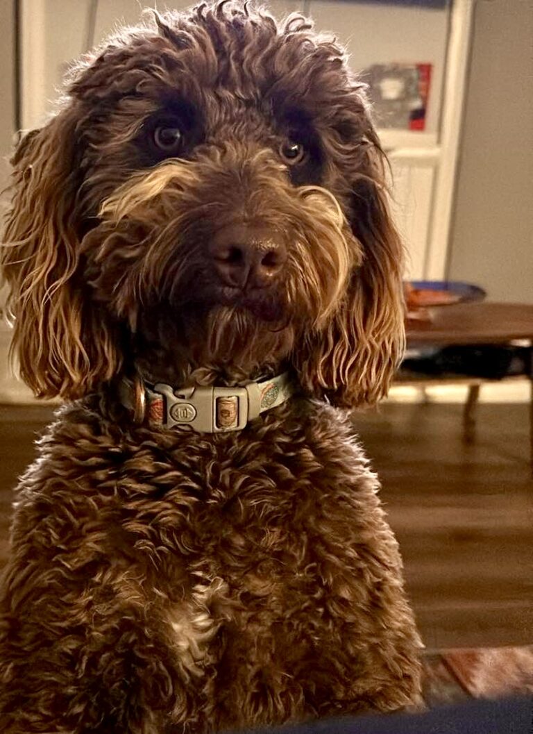 Delores