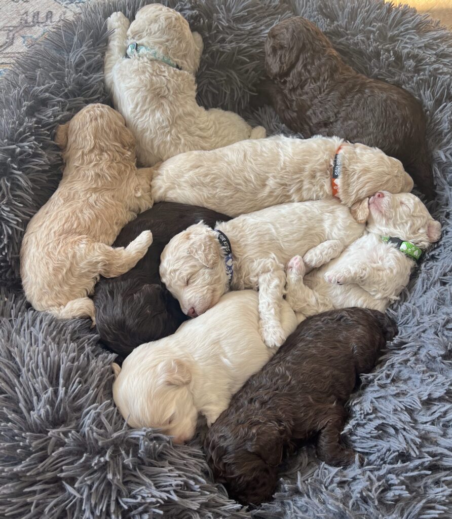 Fairview Park Groodle puppies