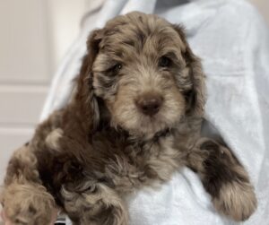 Groodle puppies at Fairview Park