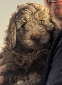 Bailey