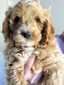 Groodle puppies at Fairview Park