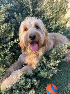 Groodle Puppies at Fairview Park