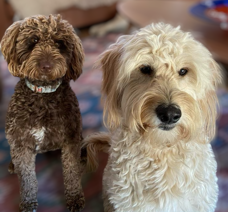 A Fairview Park mini and medium groodle